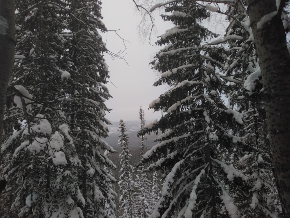grayscale photo of pine trees filled with snow
