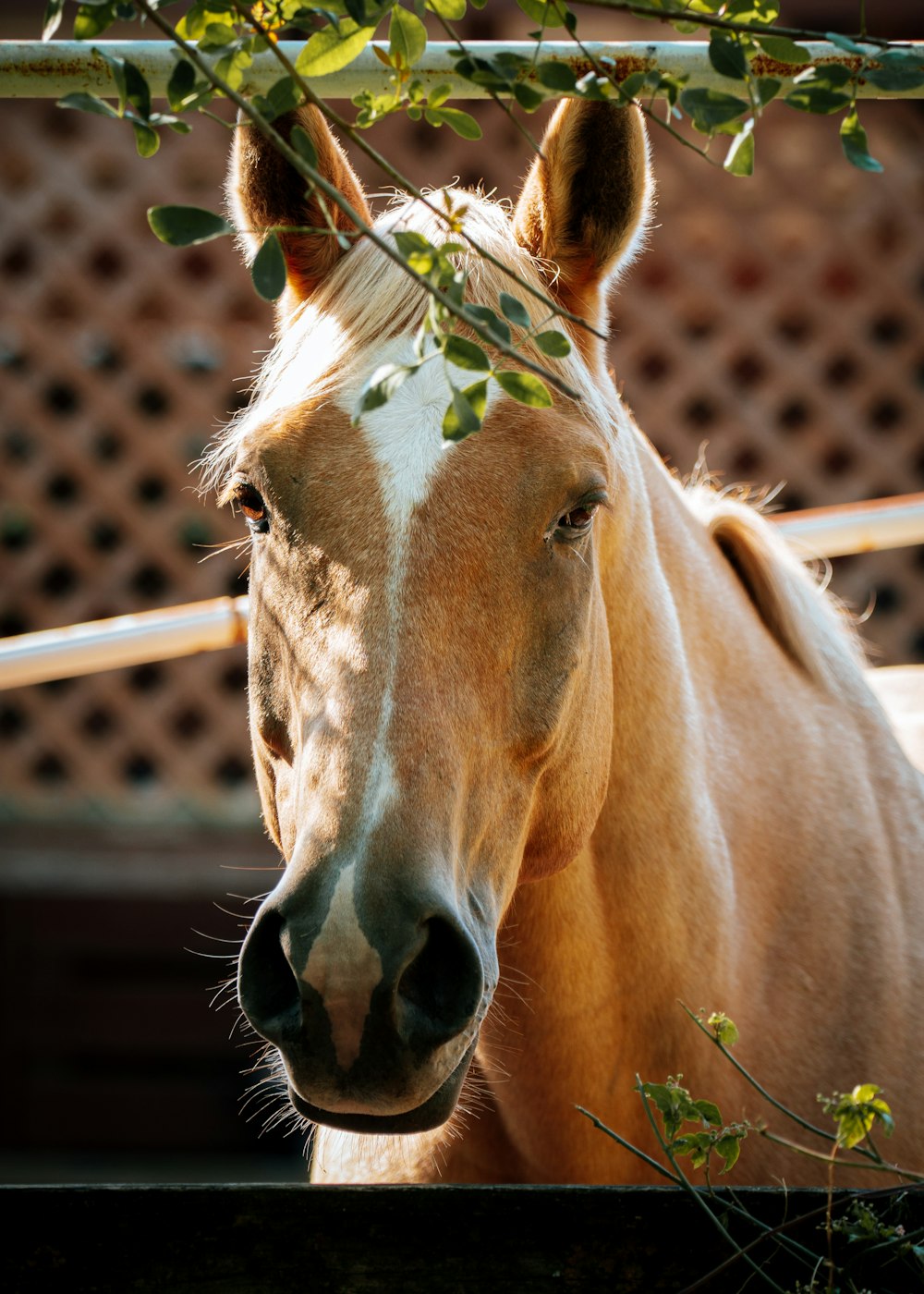 クローズアップ写真の茶色の馬