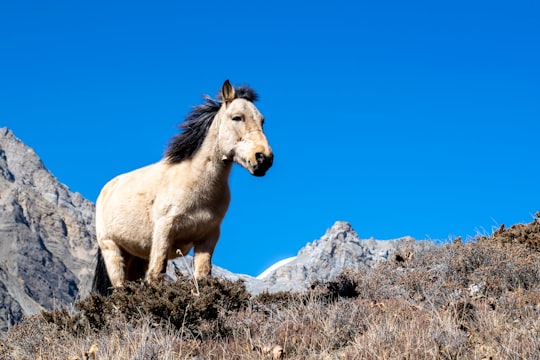 pony on top of the mountain under blue sky in Annapurna Nepal