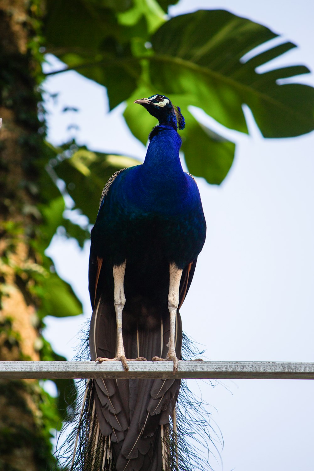 blue and green peafowl