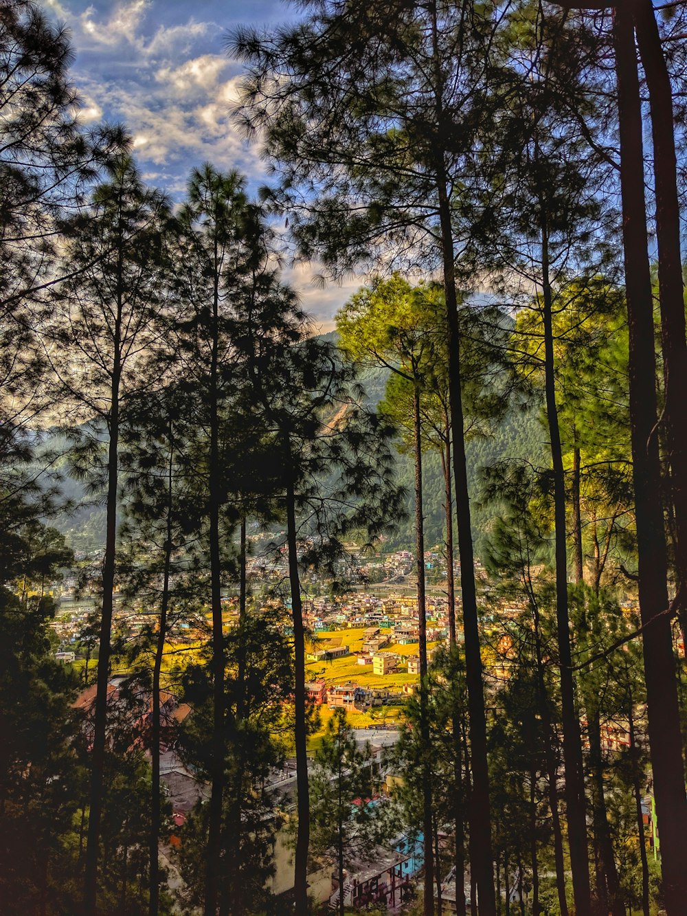 green-leafed trees