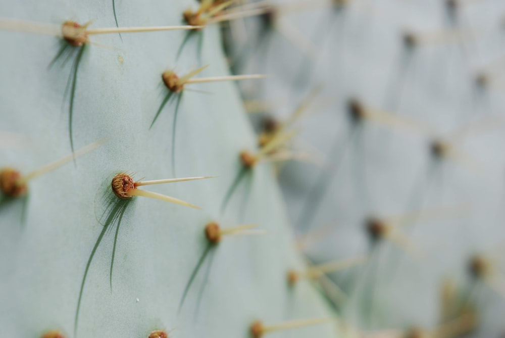 shallow focus photography of green cactus