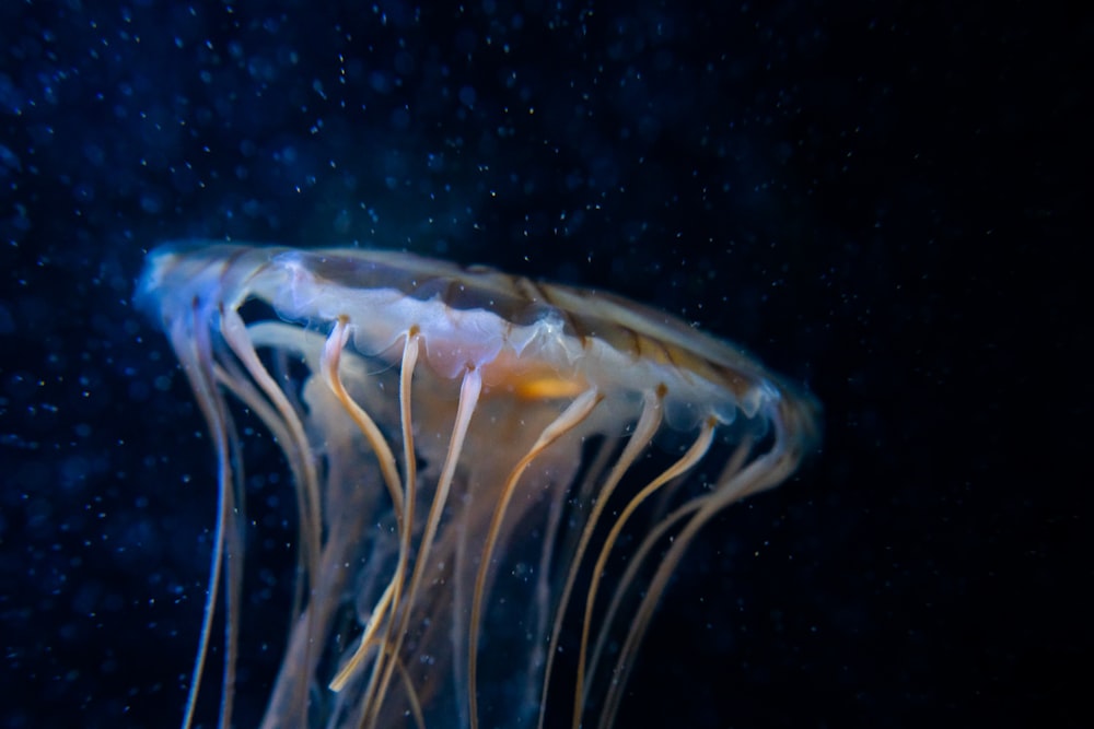 white and yellow jellyfish