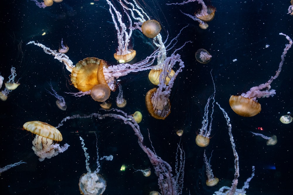 yellow and white jellyfish