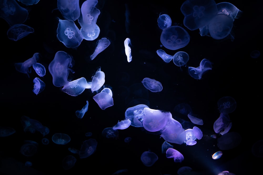 low angle view of school of jellyfish