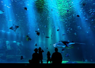 silhouette of people looking at auqrium