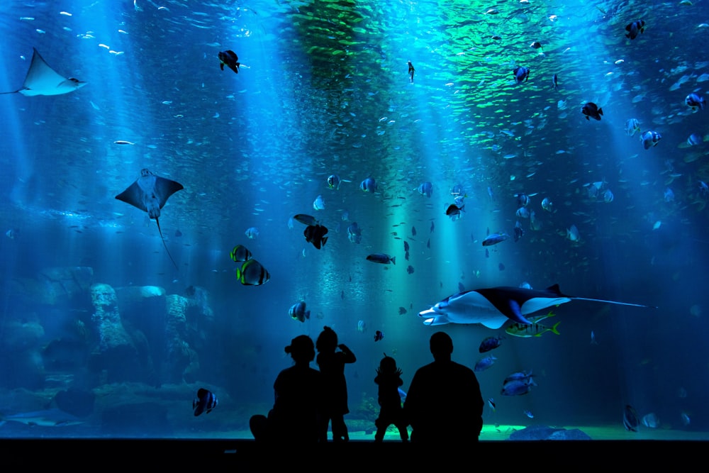 silhouette of people looking at auqrium