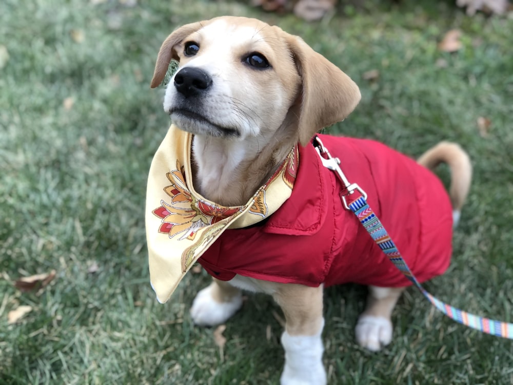 short-coated brown and white dog