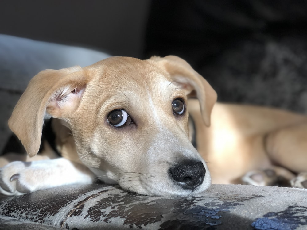 tan puppy on sofa