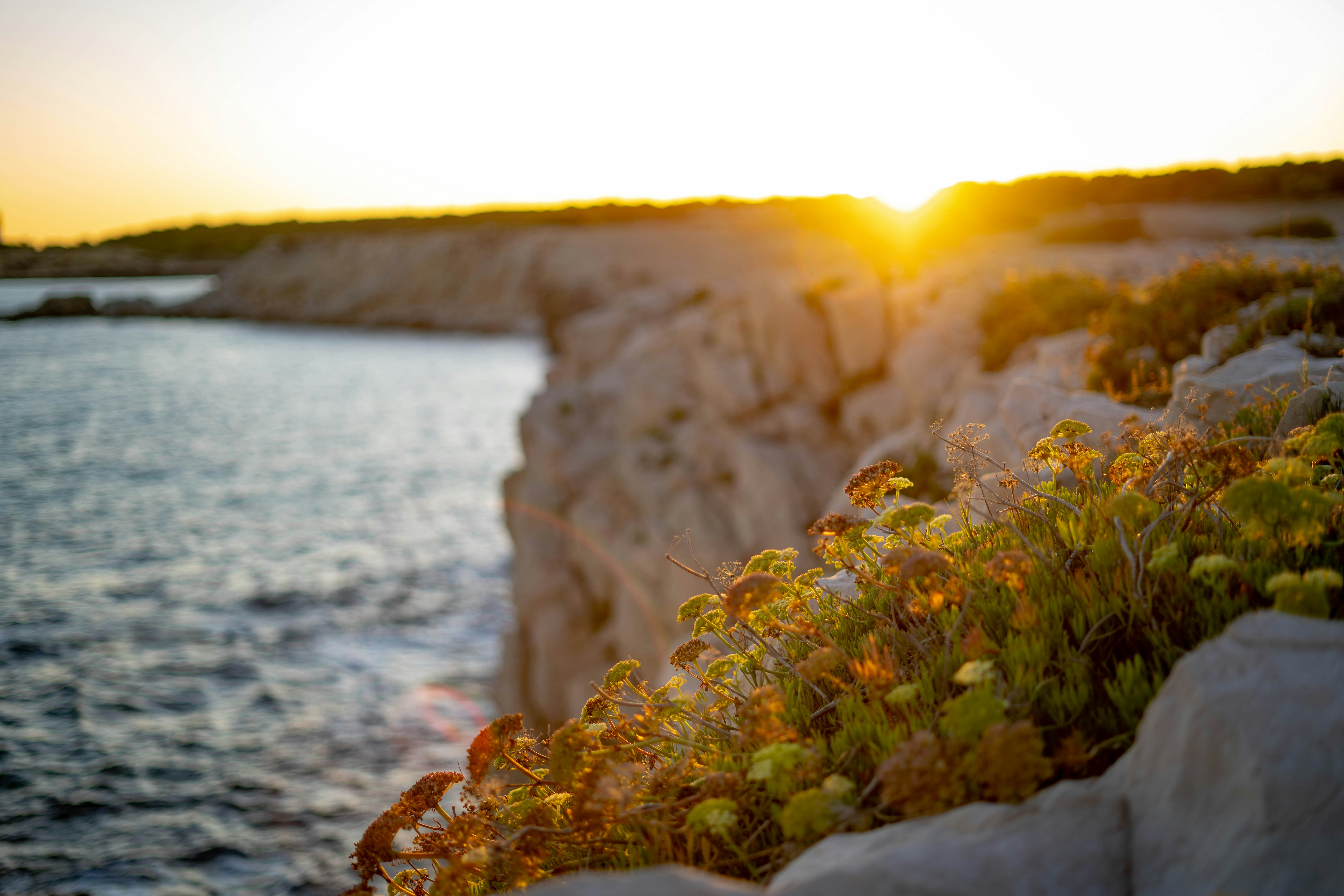 leafed plant on cliff