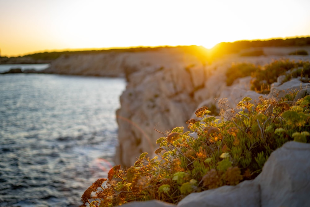 leafed plant on cliff