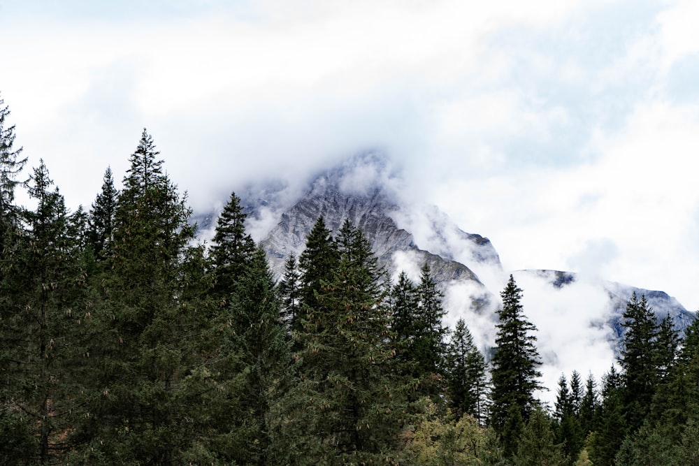 pine trees in forest