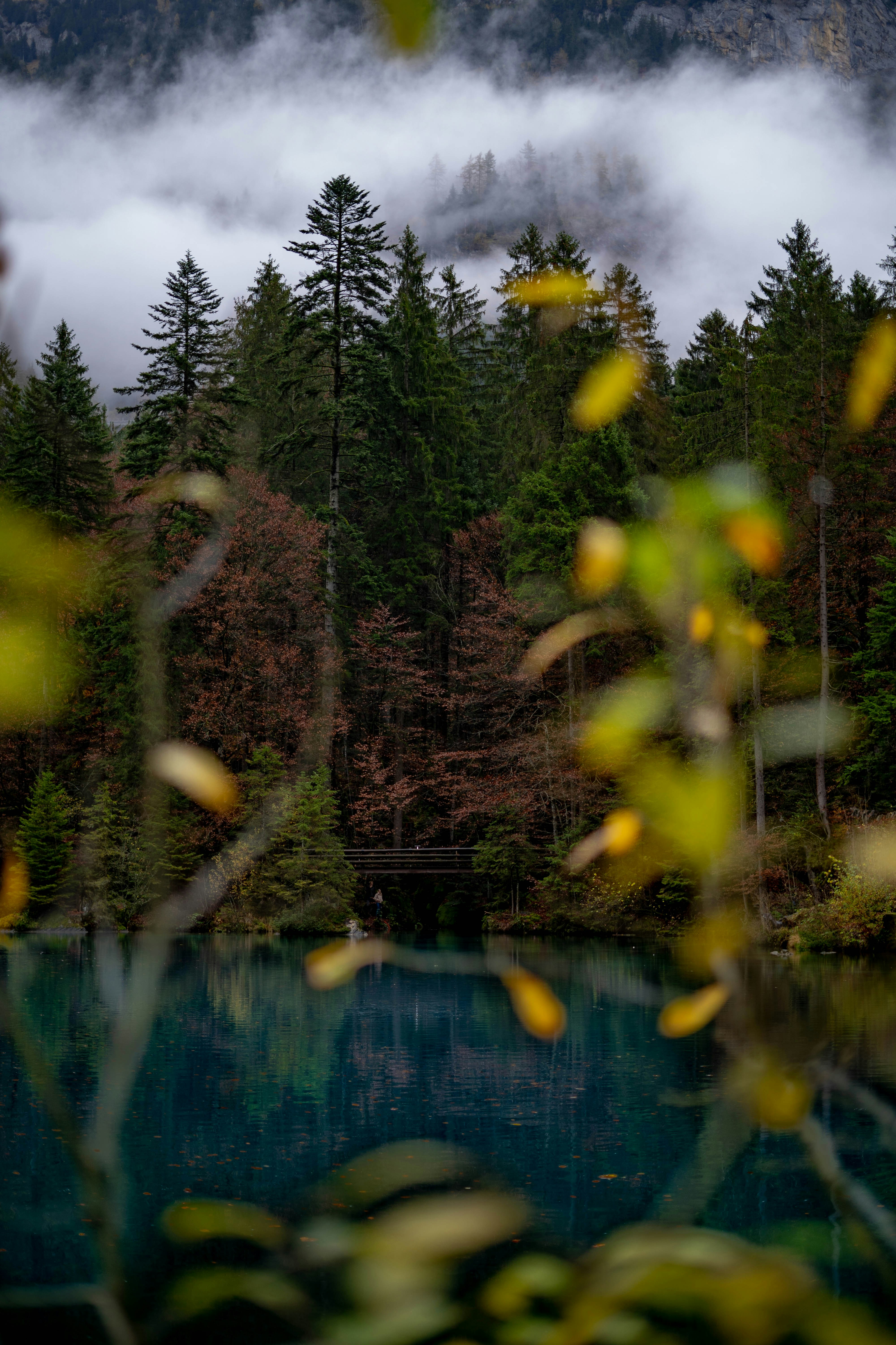 trees beside lake
