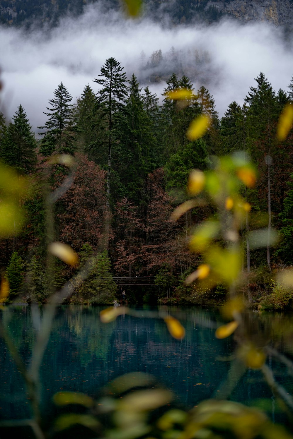 trees beside lake