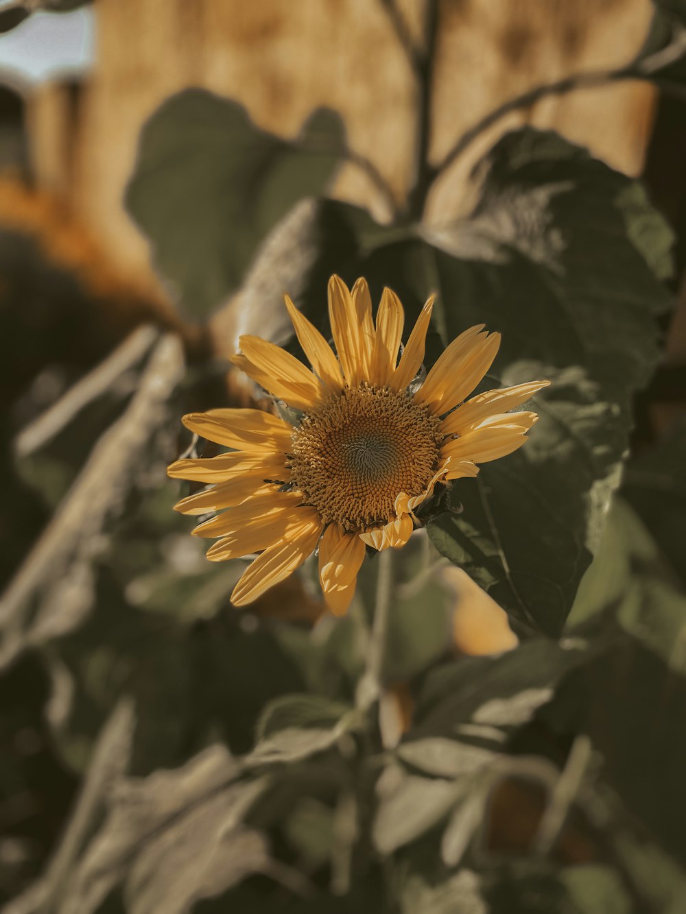 yellow sunflower in bloom