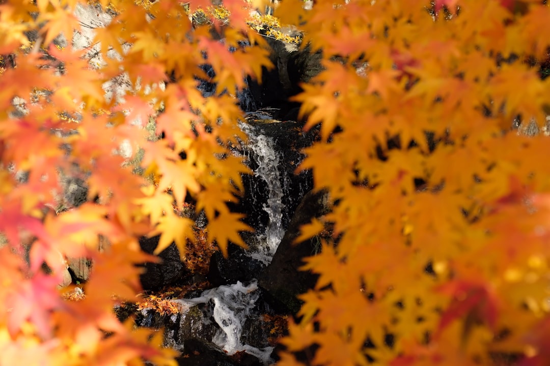 shallow focus photo of orange leaves