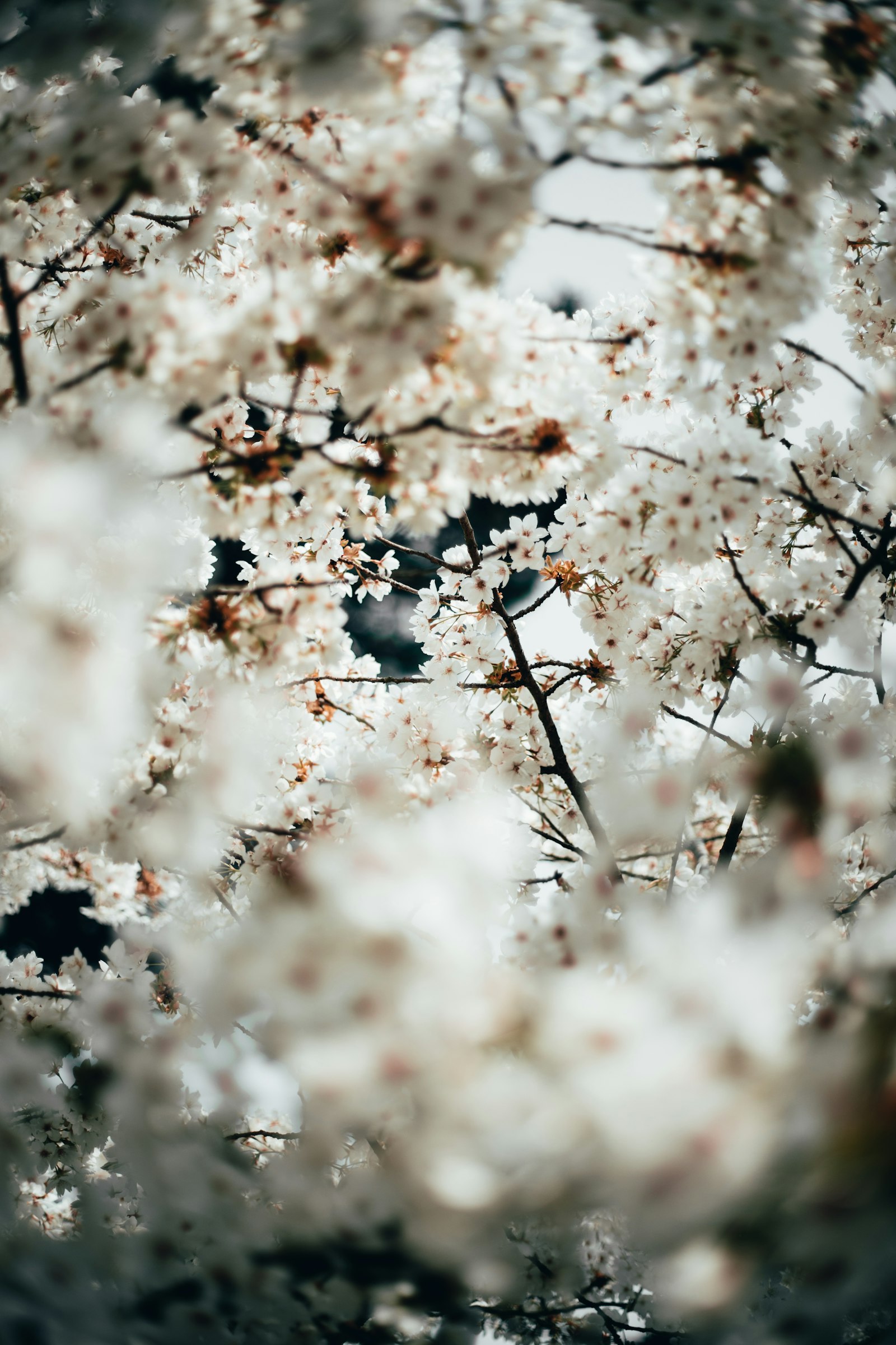 Canon EOS-1D X Mark II + Canon EF 50mm F1.8 STM sample photo. White cherry blossom photography
