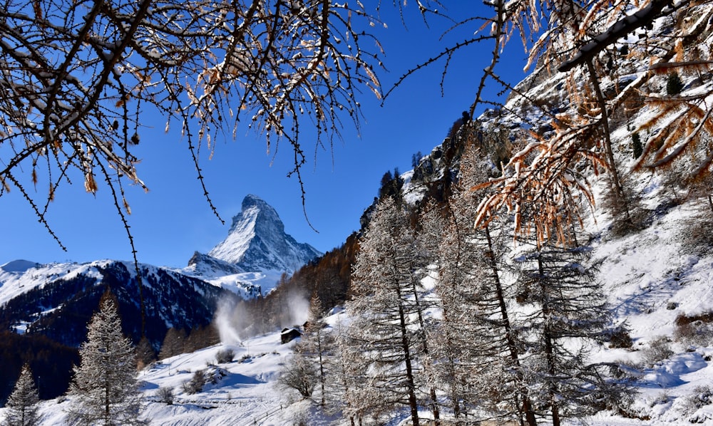 trees on mountains