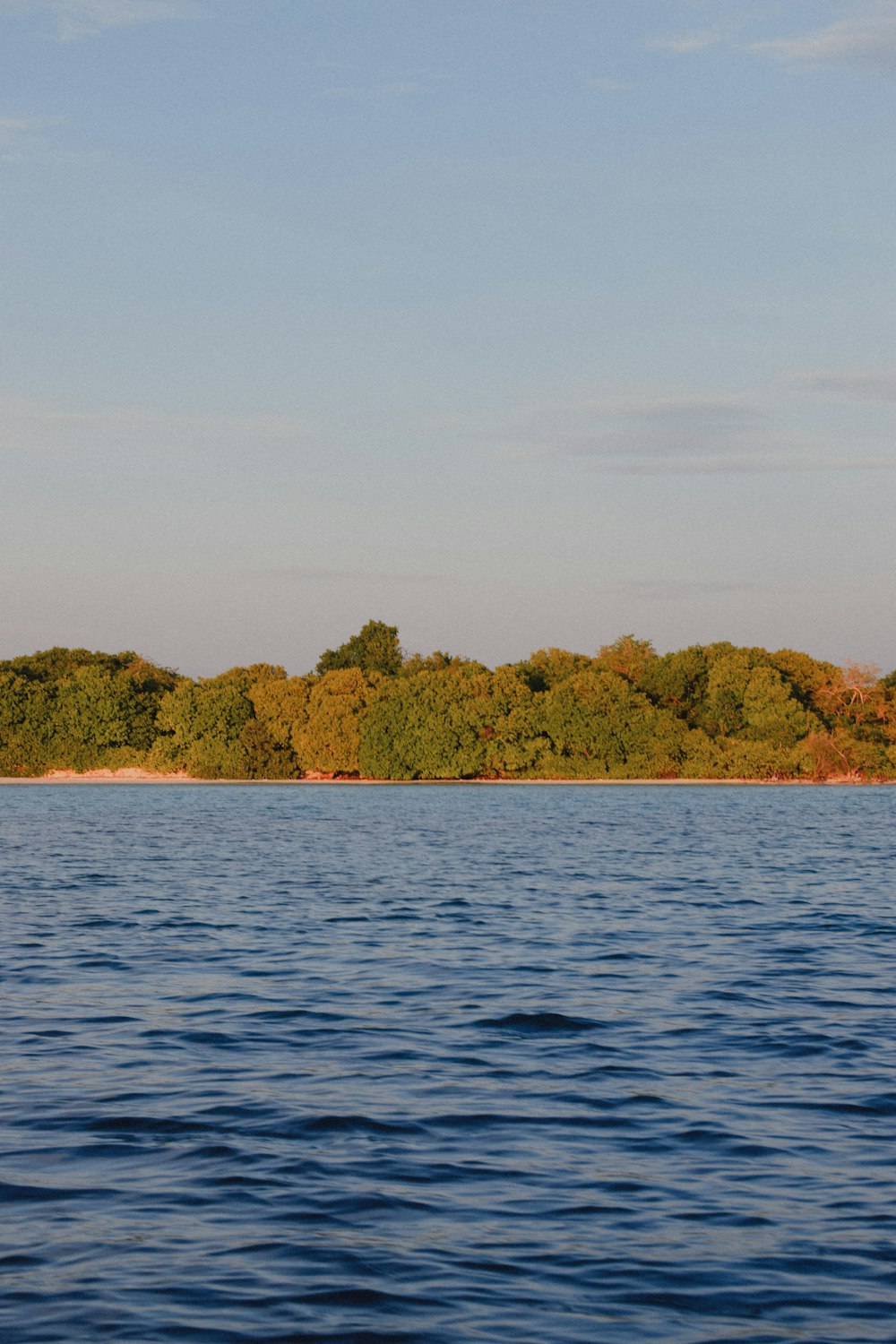 trees near sea