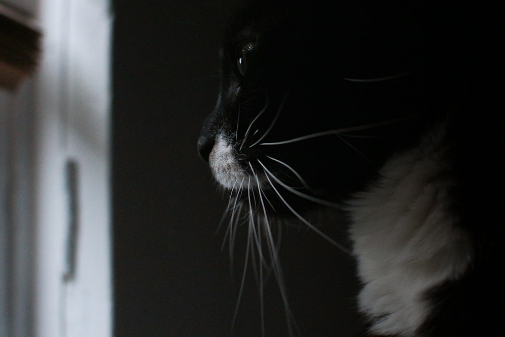 grayscale photography of tuxedo cat