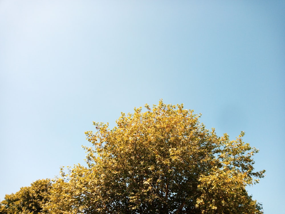 yellow tree under bright sky