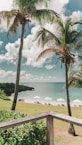 green coconut trees by the beach