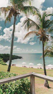 green coconut trees by the beach