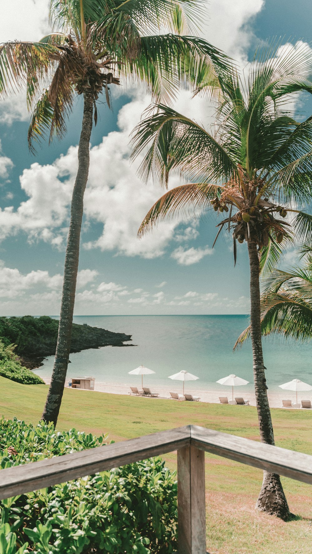 green coconut trees by the beach