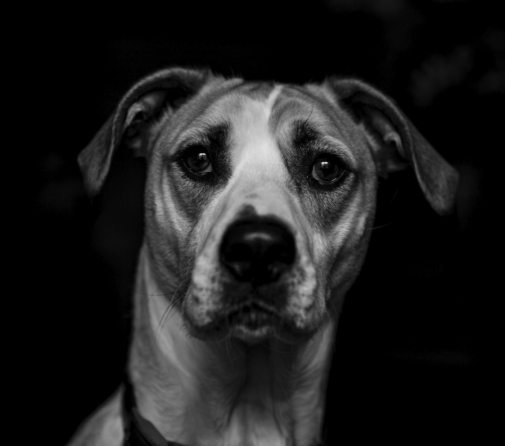 portrait photograph of white and gray dog