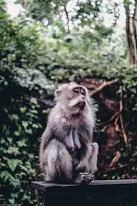 A monkey with gray fur is perched on a wooden surface surrounded by lush green foliage, appearing to be deep in thought or observation.