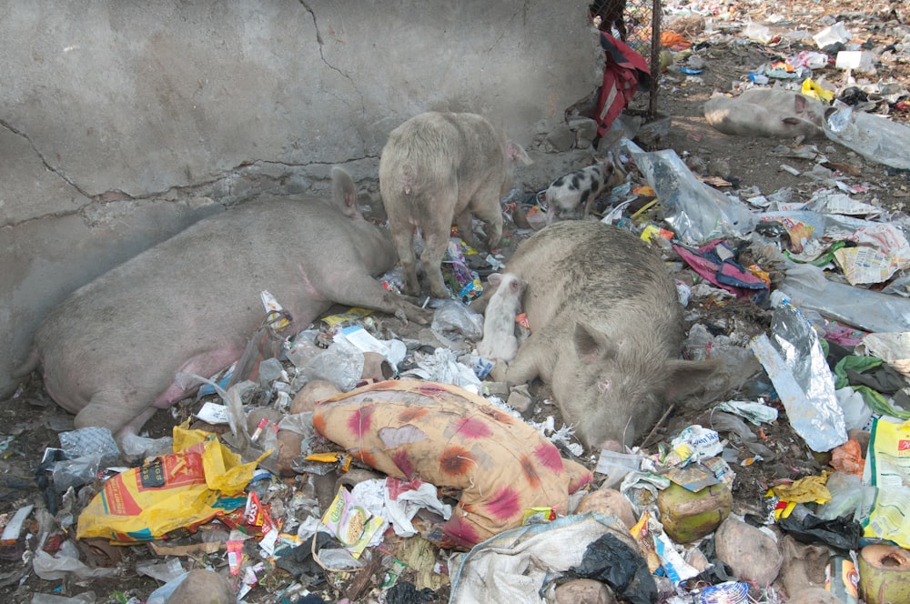 three pigs lying on ground with garbage
