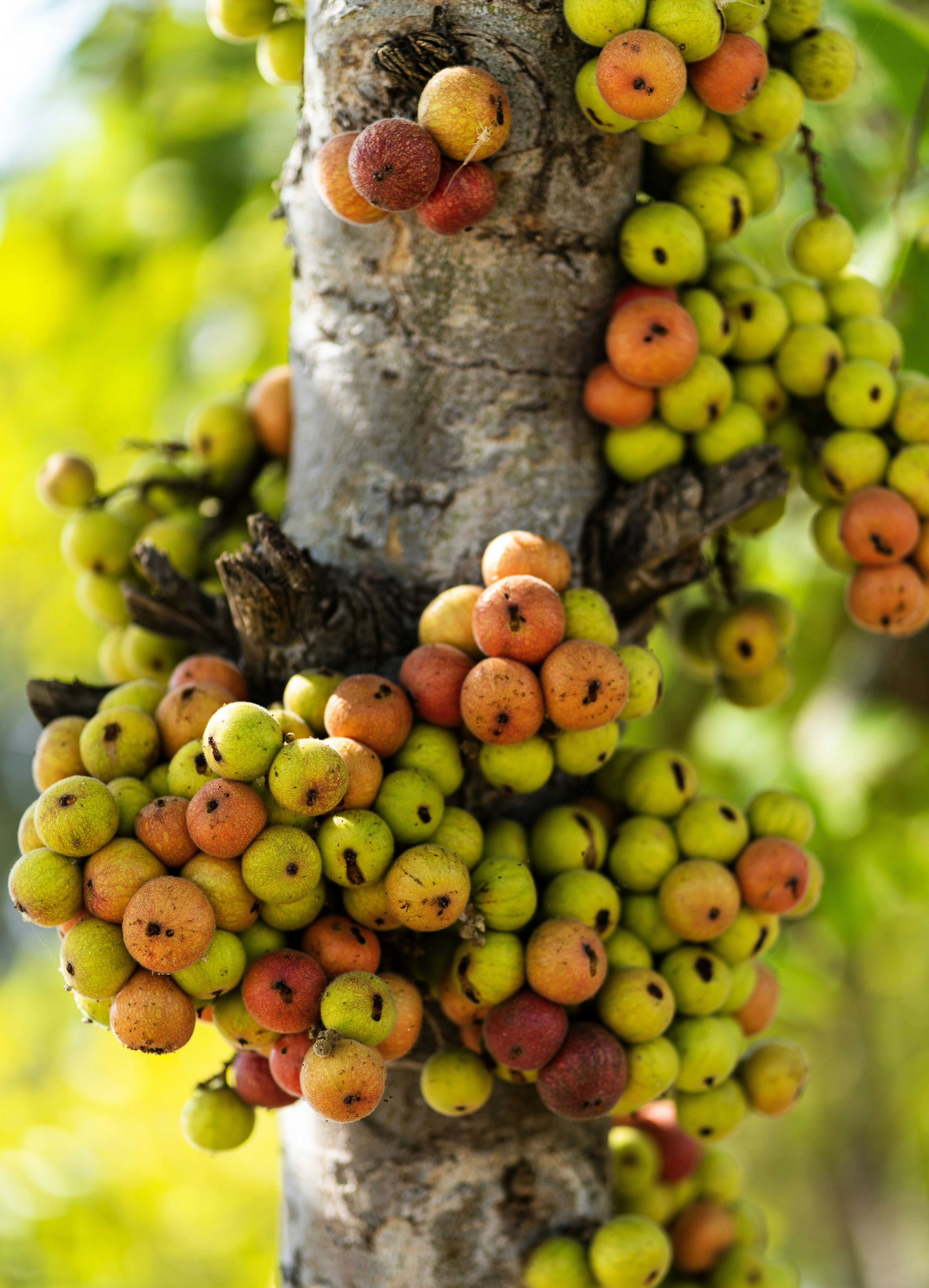 木の実の写真 Unsplashで見つける工場の無料写真