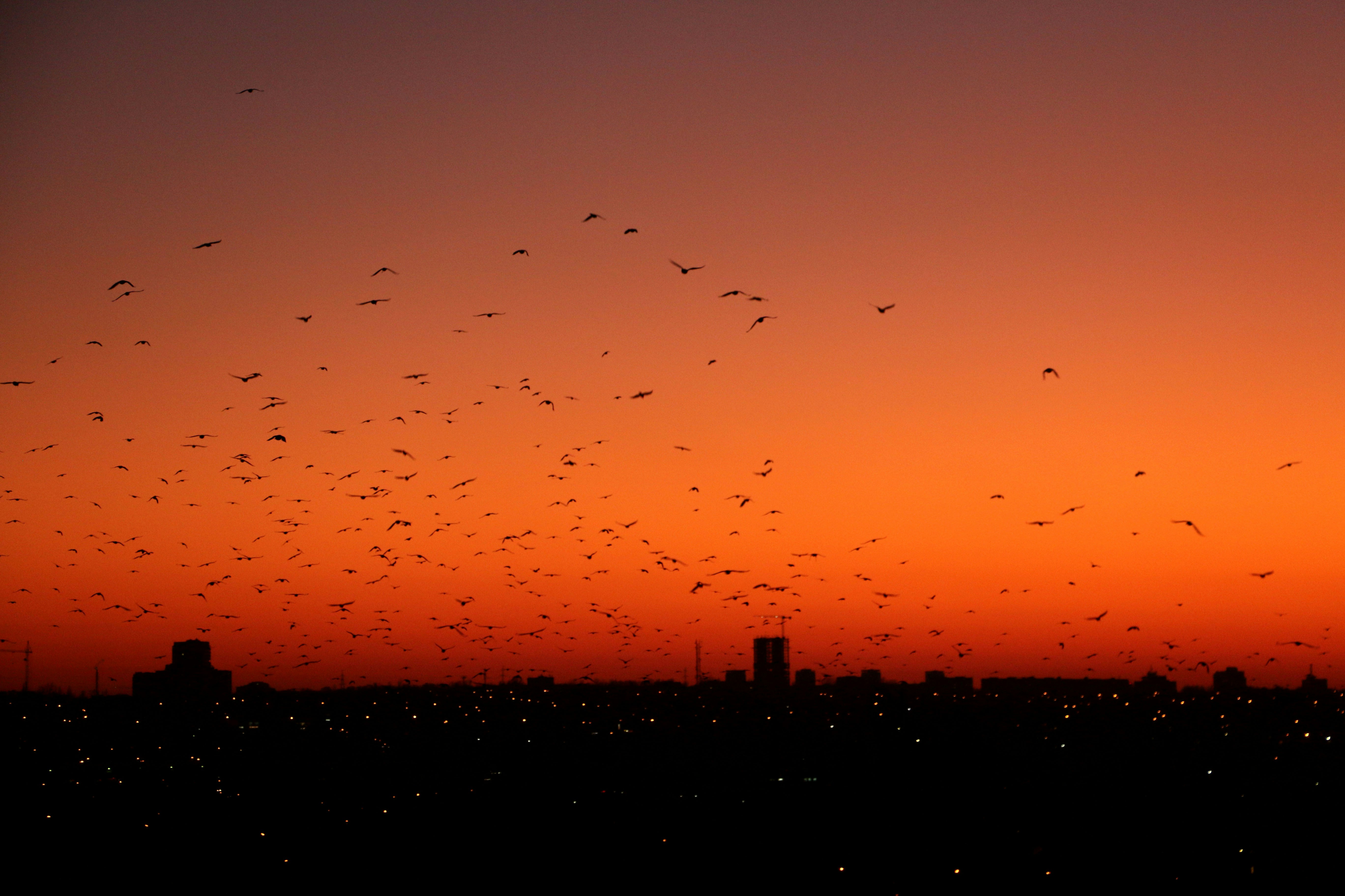How Urban Lighting Disrupts Natural Patterns (image credits: unsplash)