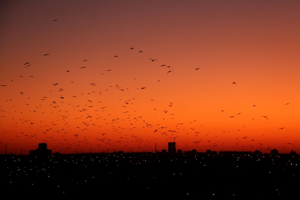 photography of birds flew during nightime