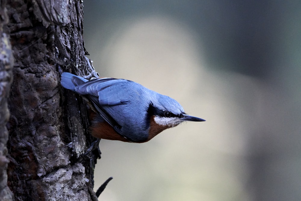 blue and red kingfisher bird