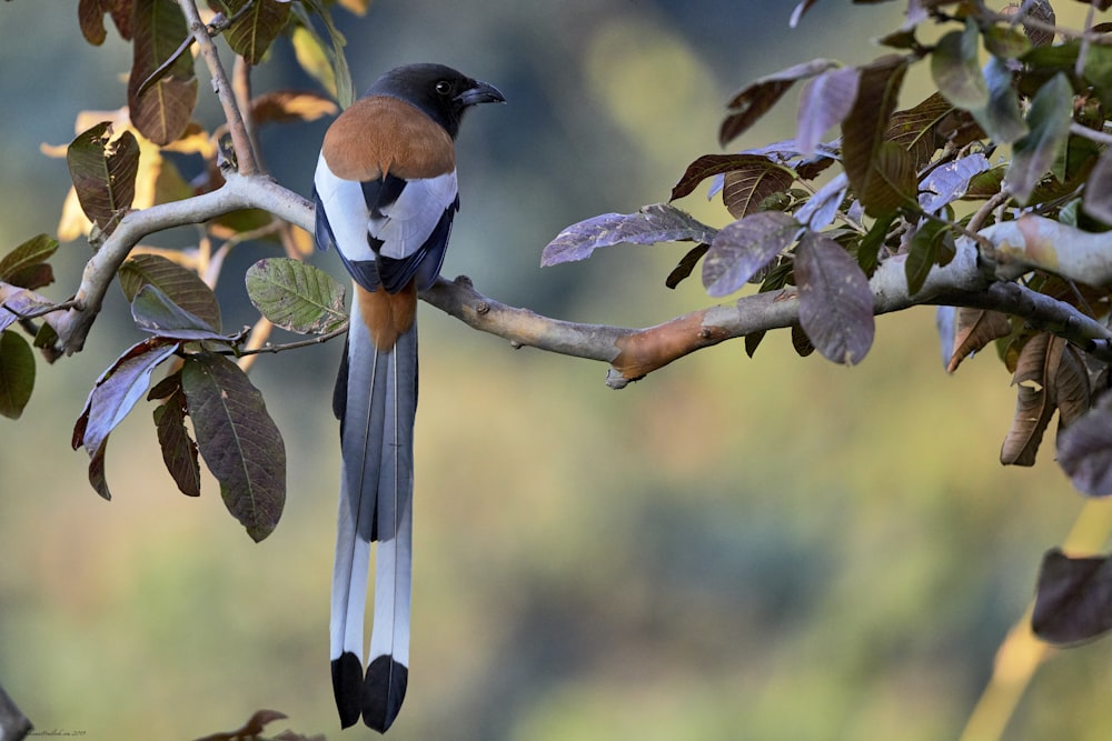 brown, black, and white bird perching on branch