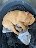 A tan puppy is curled up sleeping in a dark, round pet bed lined with a black quilt and a light blue blanket. The puppy is wearing a red collar and is in a cozy, relaxed position.