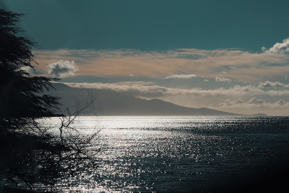 tree beside body of water