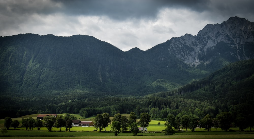 trees and mountain during daytime