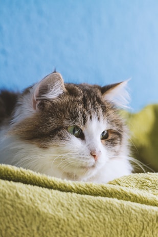 A close-up of a cat’s clean, brushed fur with a relaxed expression, surrounded by soft blankets.