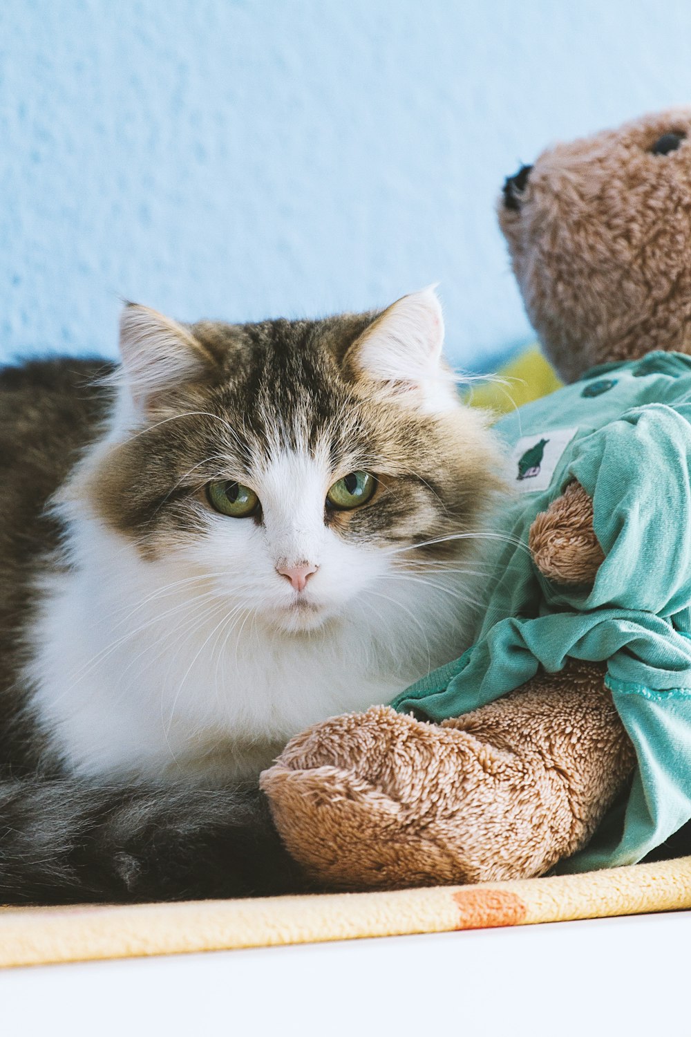 brown and white cat sitting beside brown bear plush toy