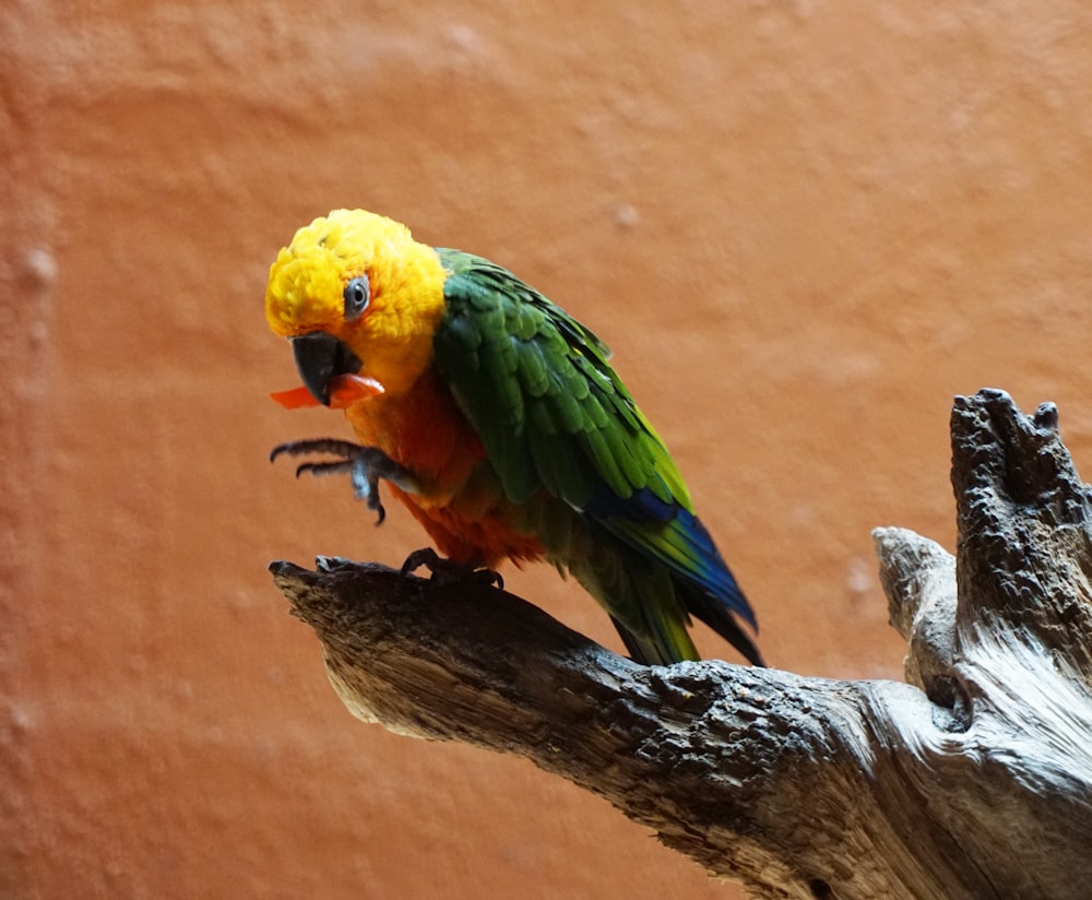 green, yellow, and blue parrot on gray branch