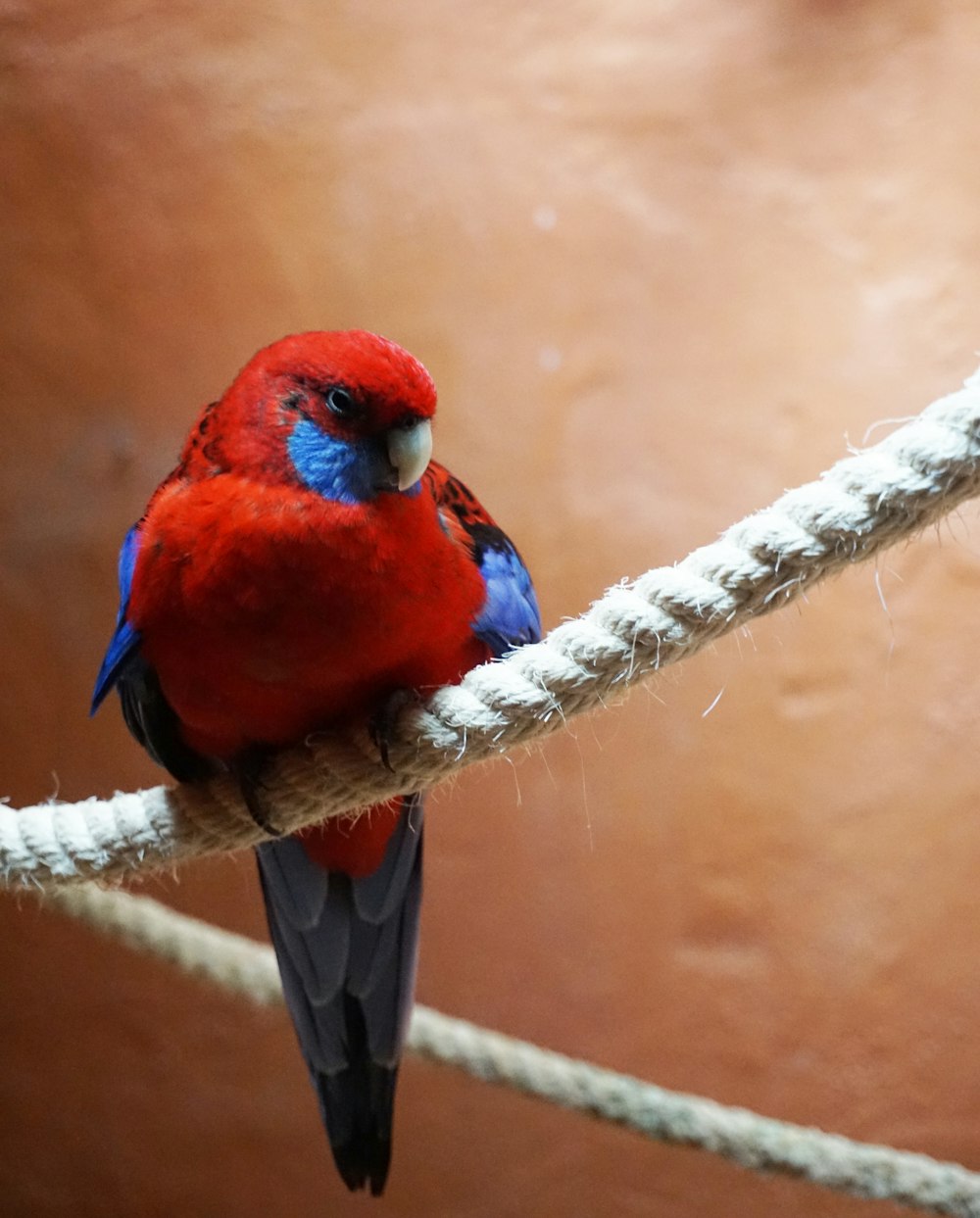 Roter und blauer Vogel sitzt auf weißem Seil