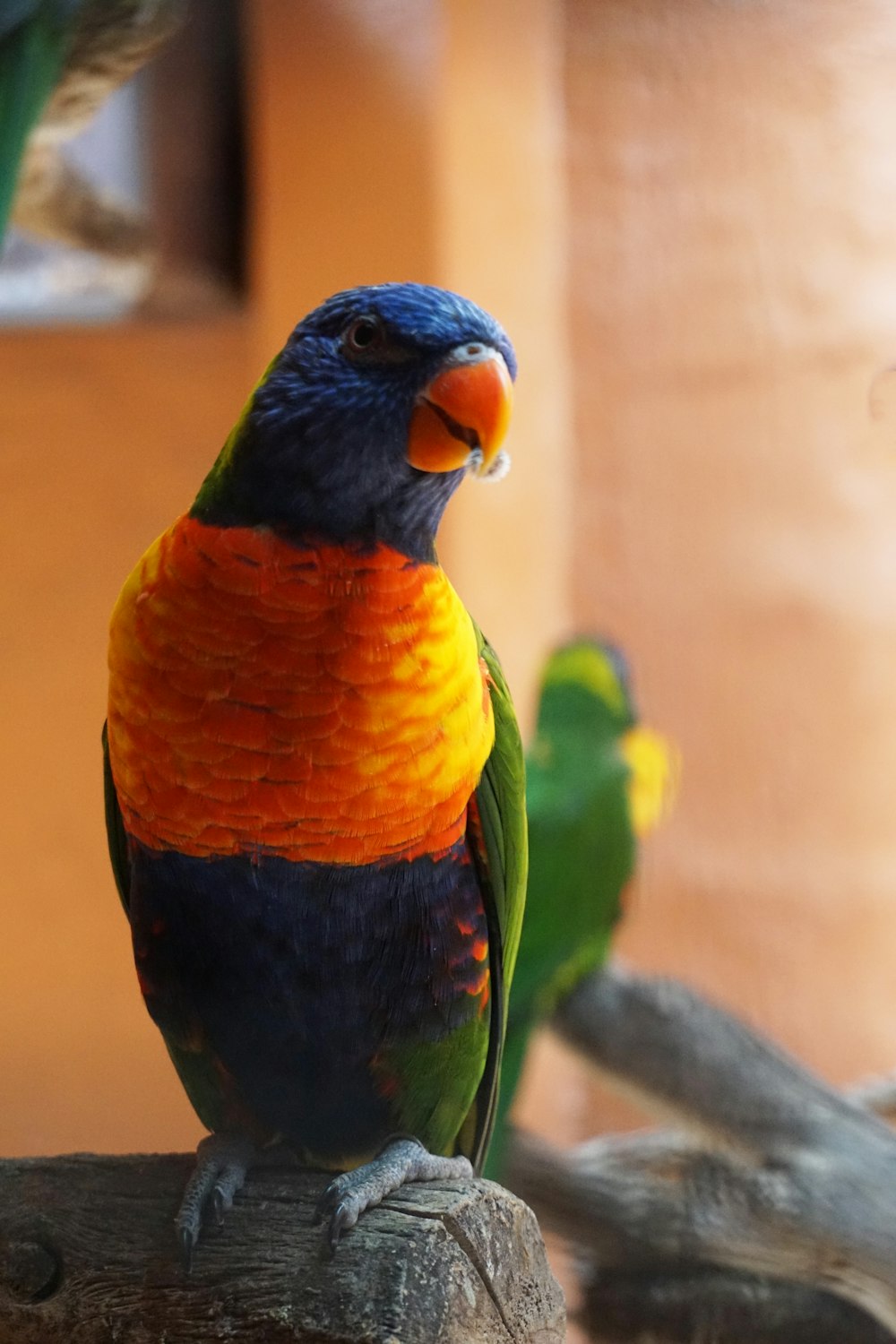 a colorful bird sitting on top of a tree branch