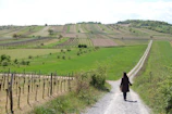 A minimalist pathway winding through neatly plotted vineyard sections.