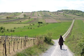 Visitors enjoying a themed tour in the vineyard, listening to the guide explaining the organic cultivation methods.