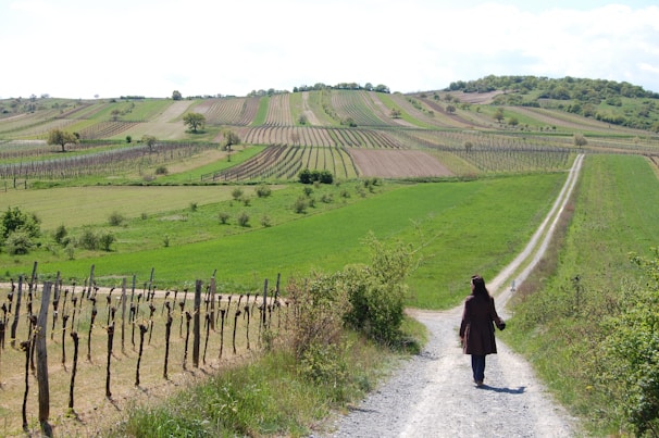 A person walks along a gravel path through a lush, expansive vineyard. The fields are neatly organized in rows on rolling hills, with a mix of green and brown patches indicating different stages of cultivation. Sparse trees and greenery dot the landscape under a clear, bright sky.