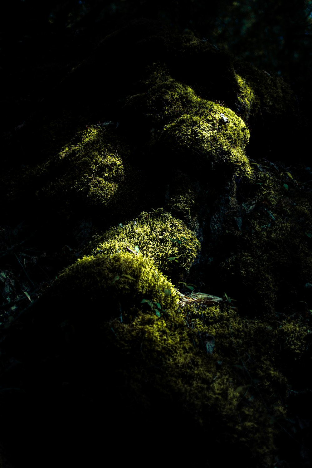 selective focus photography of fallen trees with mosses