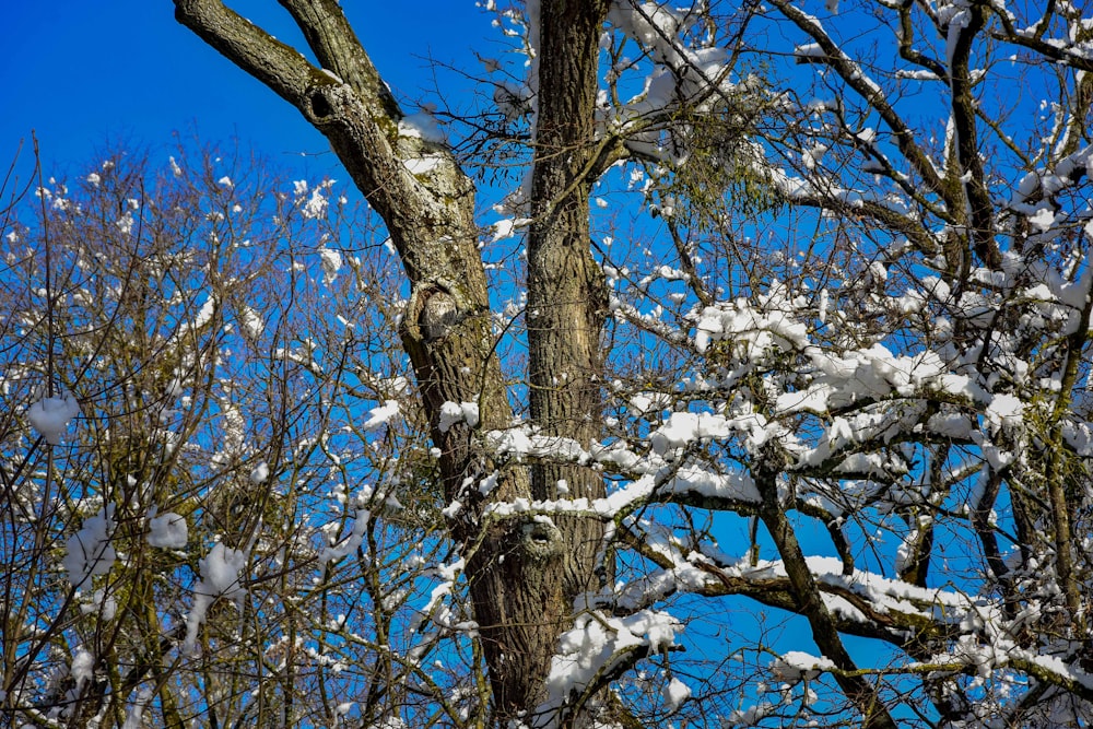 tree covered with snow