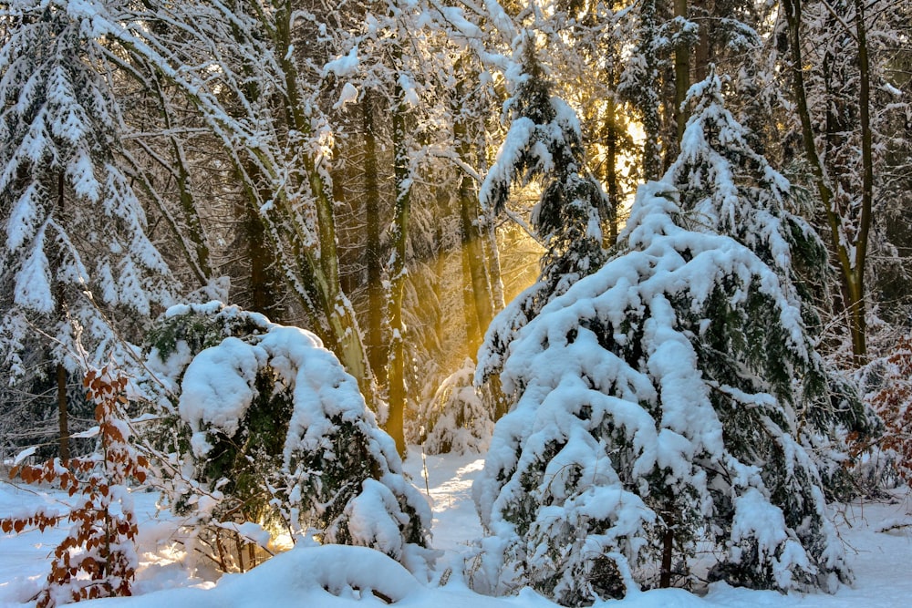 snow covered trees